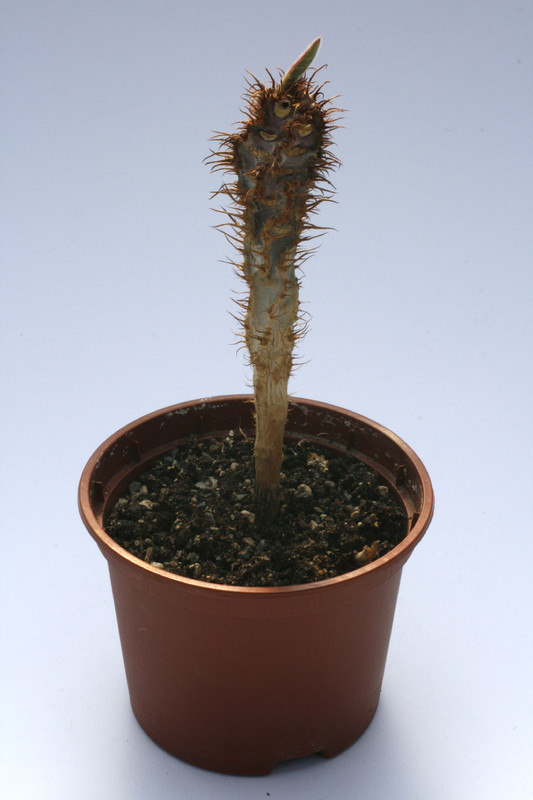 euphorbia iharanae 7888