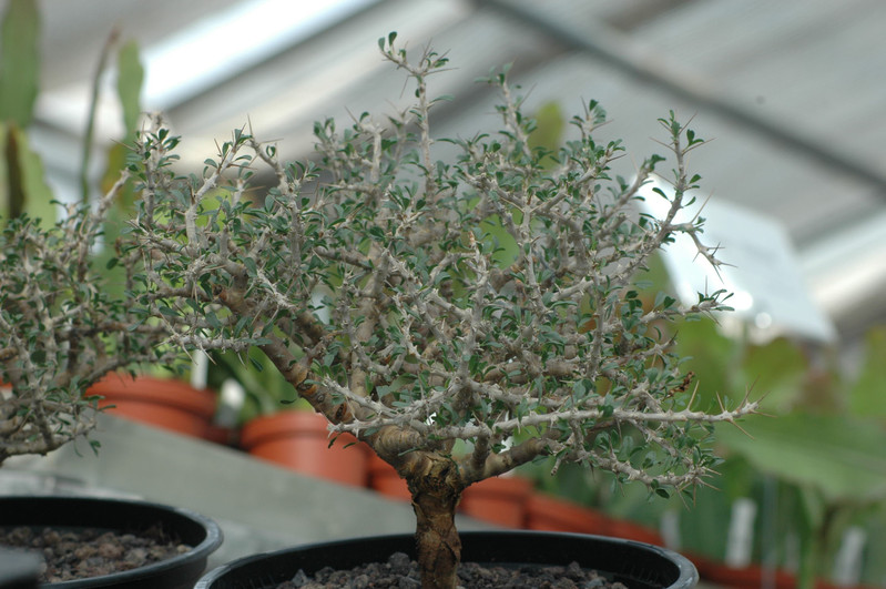 sarcostemma salmoniflorum 02