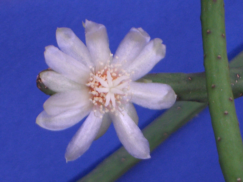 rhipsalis neves armondii 1759.jpg