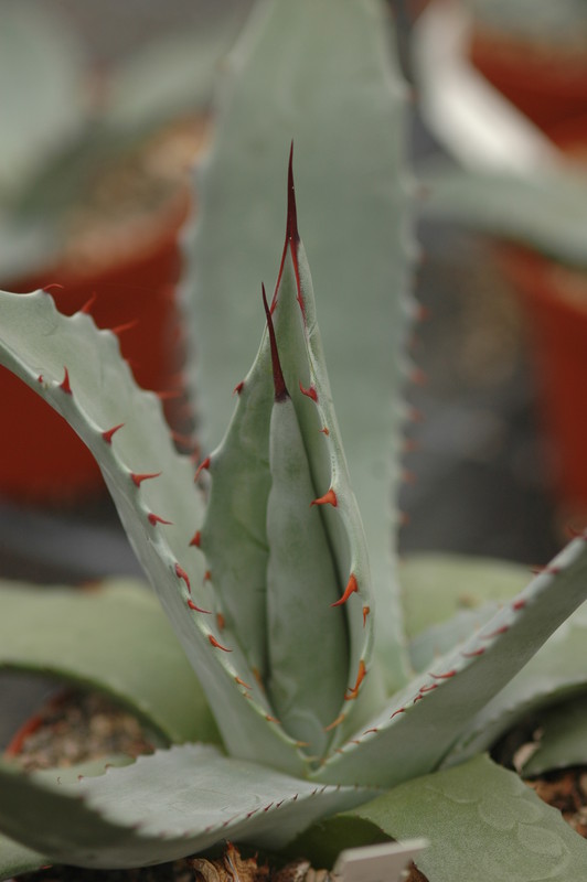 agave flexispina parral 8690