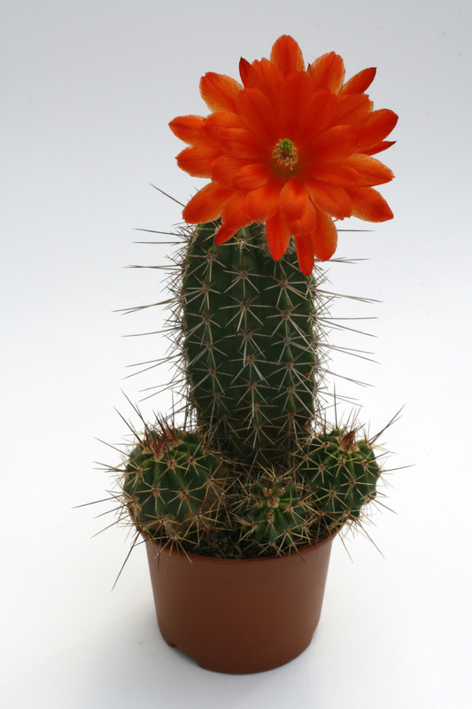 echinocereus acifer sombrerete 9971