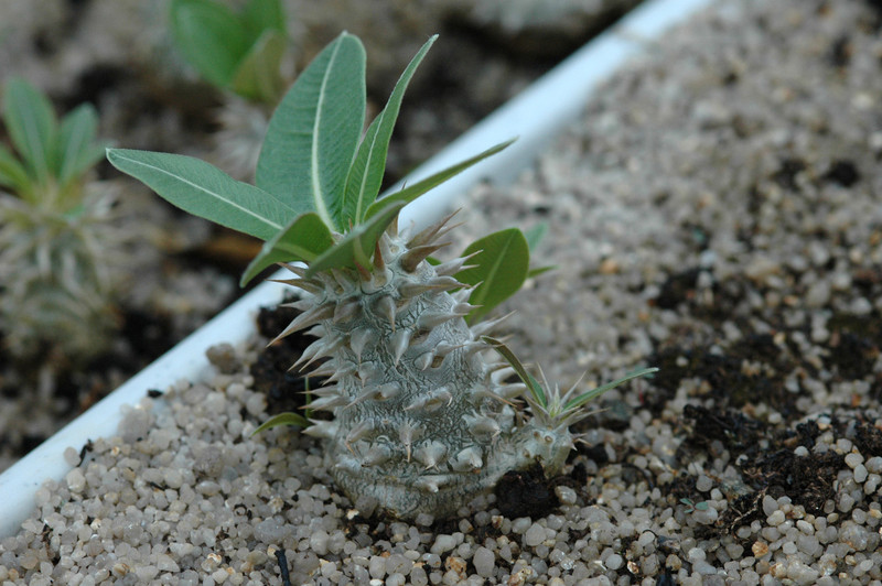 pachypodium eburneum mt ibity 01