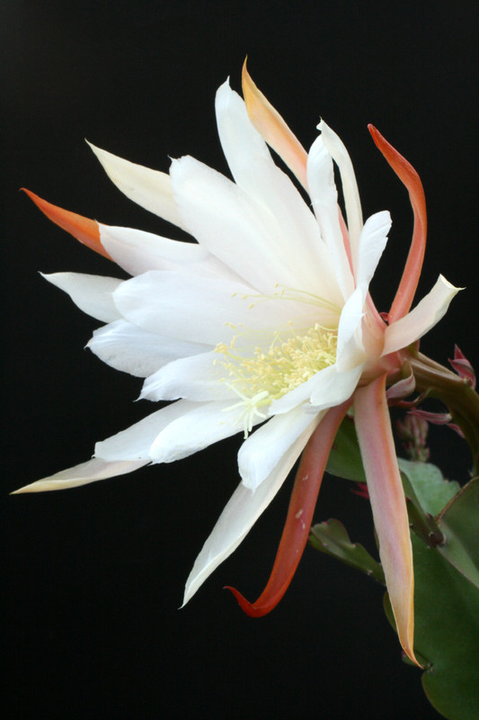 eh maienfrische 428 4702
