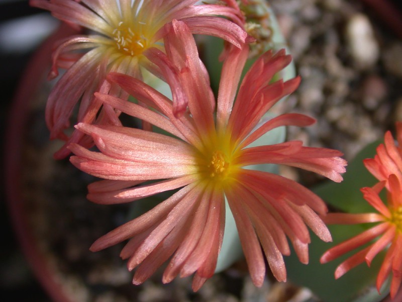 conophytum cupreiflorum2
