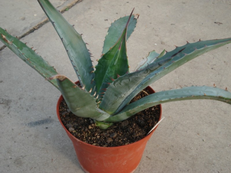 agave avellanidens 4897