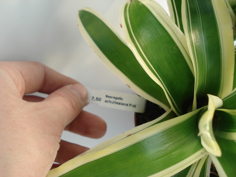 neoregelia schultesiana pink 5026