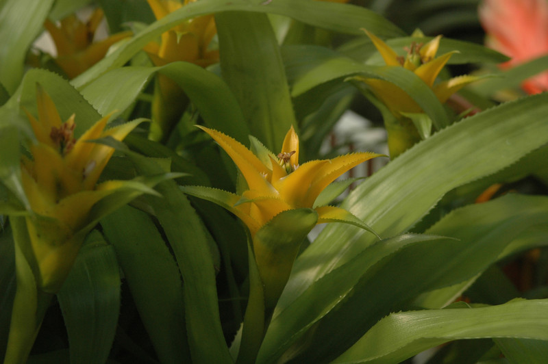 nidularium bilbergioides citrina 02