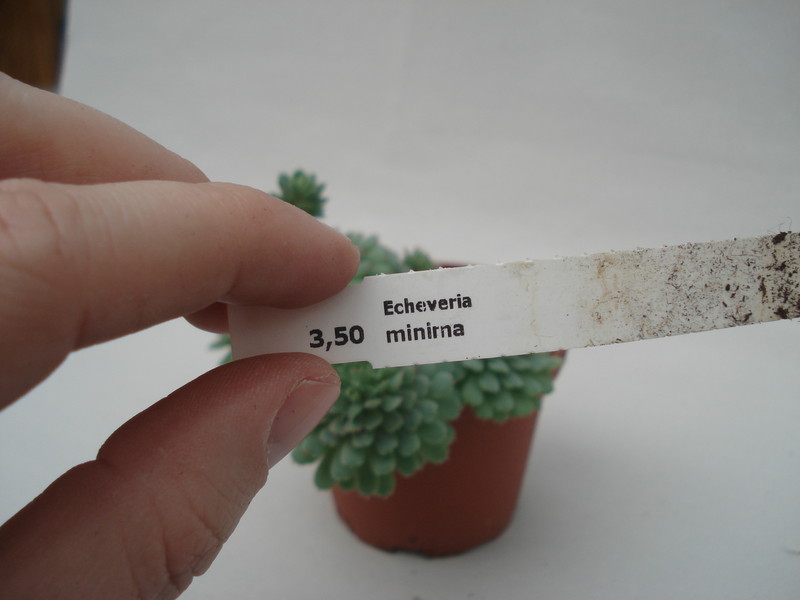 echeveria minima 8332