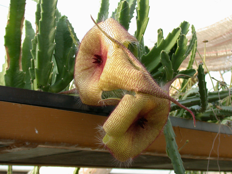 stapelia gigantea3