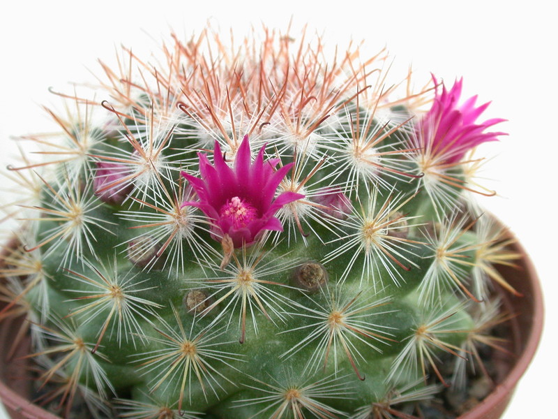 mammillaria berkiana 8366