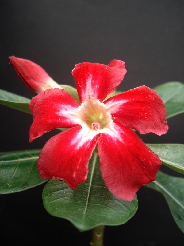 adenium us star 05