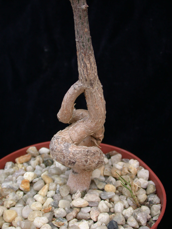 brachychiton rupestris gluecksbaum 03