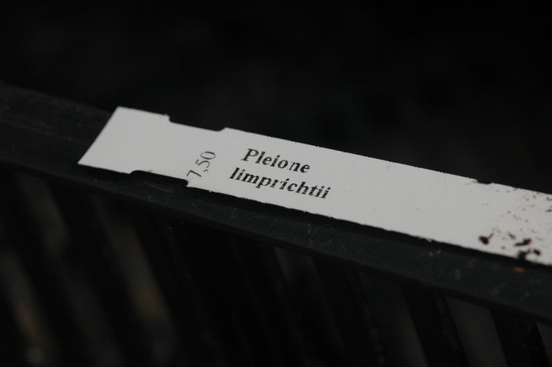 pleione limprichtii 1209