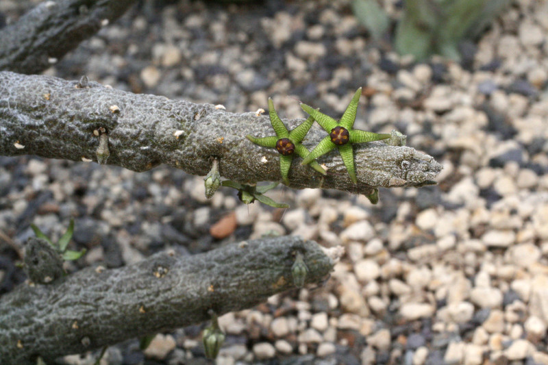 rhytidocaulon sheilae 9242