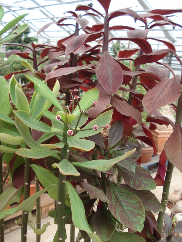synadenium grantii 9945