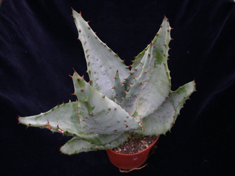 aloe ferox 01