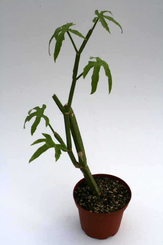 cissus qumquangularis 0729