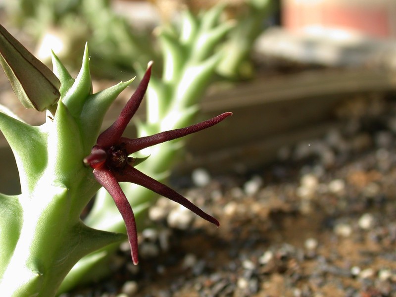 orbea baldratii d1416 01