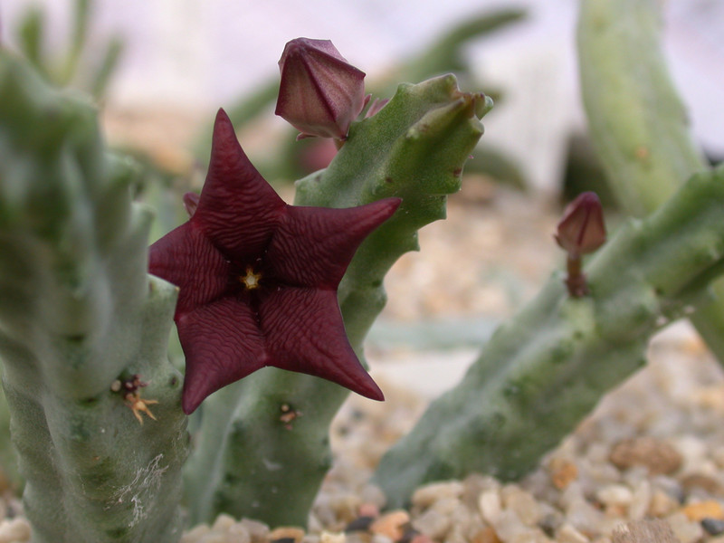 tromotriche baylissi bavariaanskloof 03