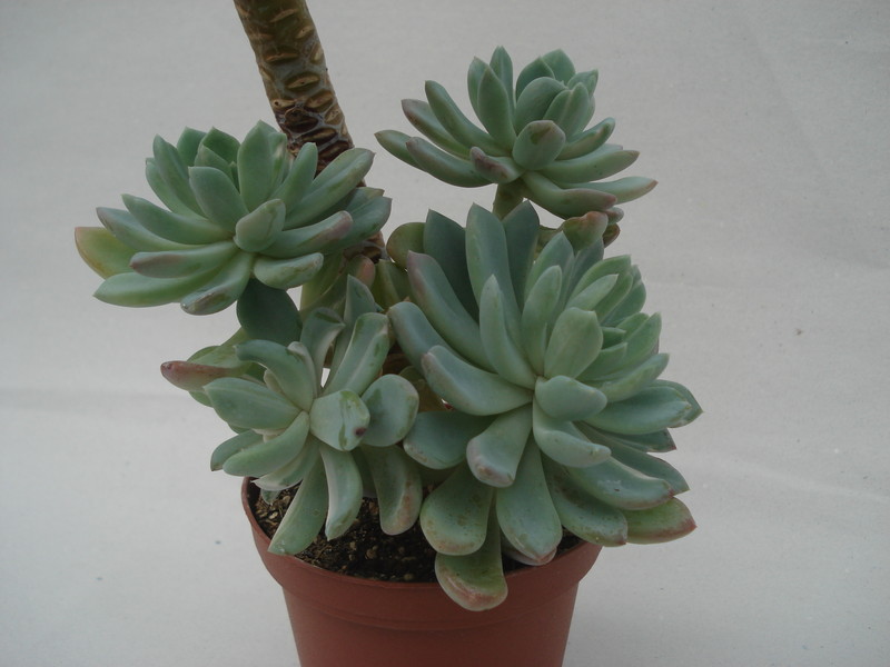 echeveria howeyi 8326
