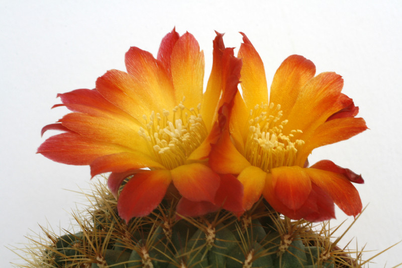 sulcorebutia tuberculata chrysantha 9969