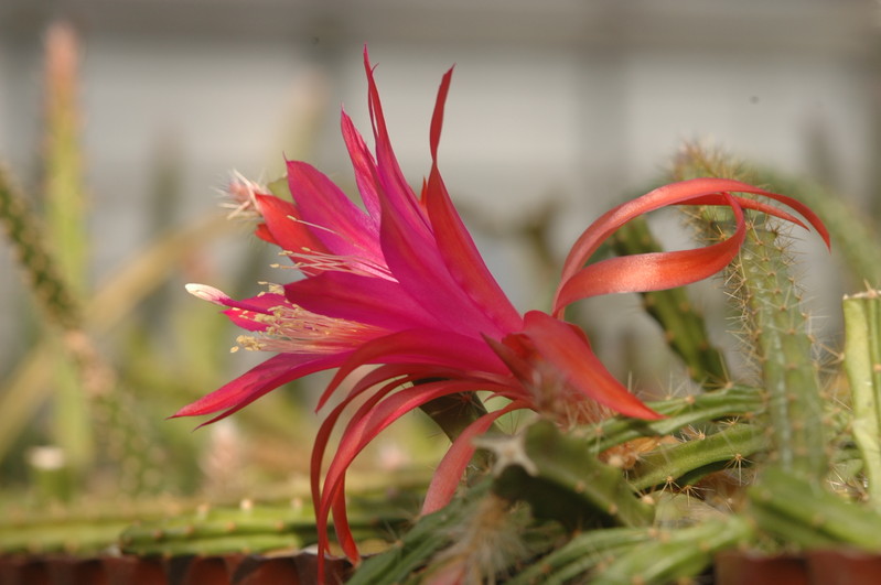 aporocactus sussex flame 1313