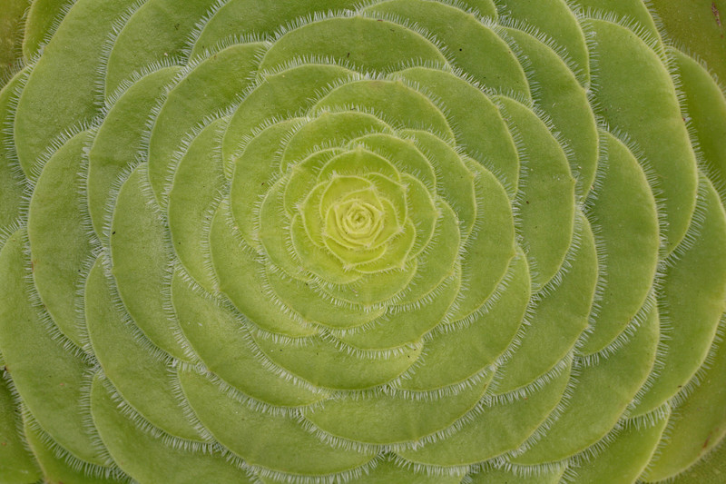 aeonium tabuliforme 2041