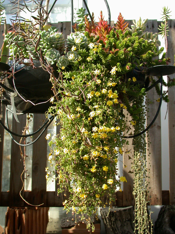 sukkulentenleuchter 02