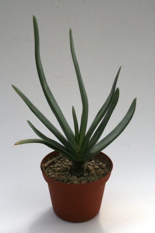 aloe plicatilis 7673