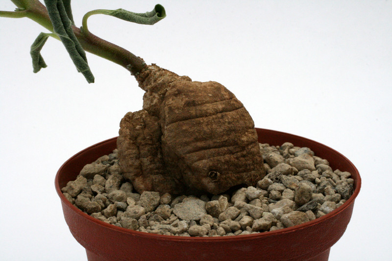 pterodiscus elliottii 0028