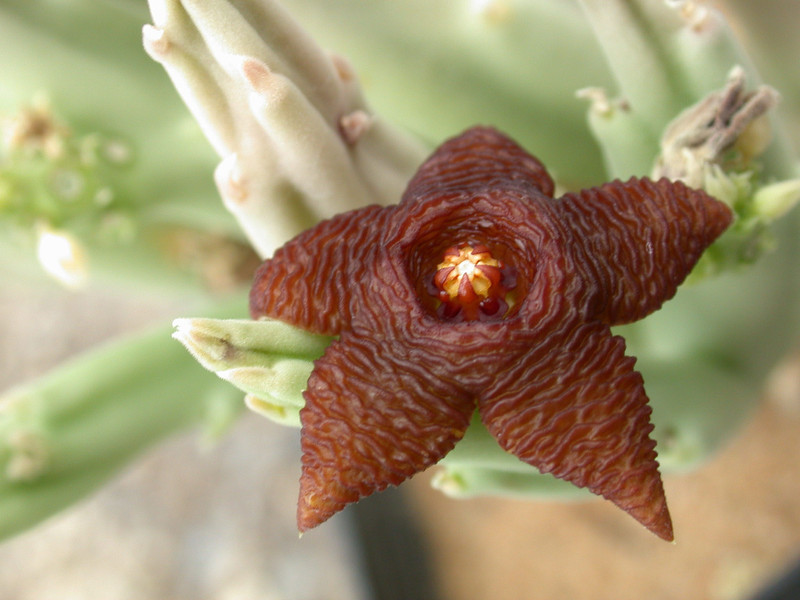 stapelia kwebensis 01