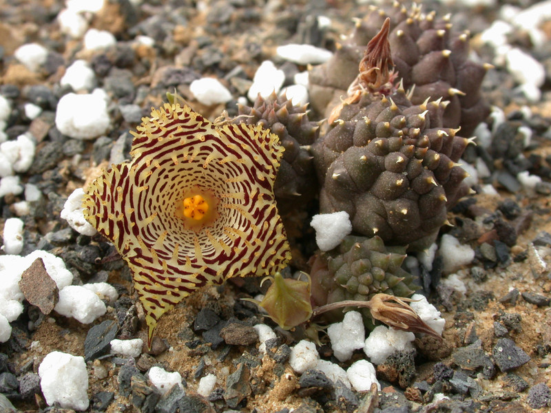 huernia kennedyana 07
