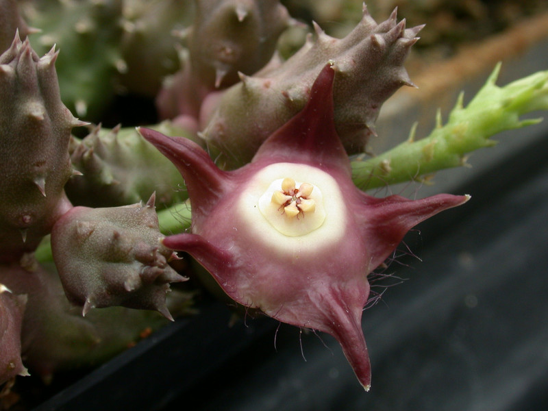 duvalia pillansii 03