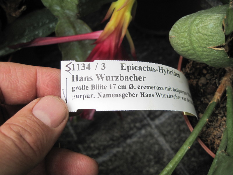 eh hans wurzbacher 1134 2