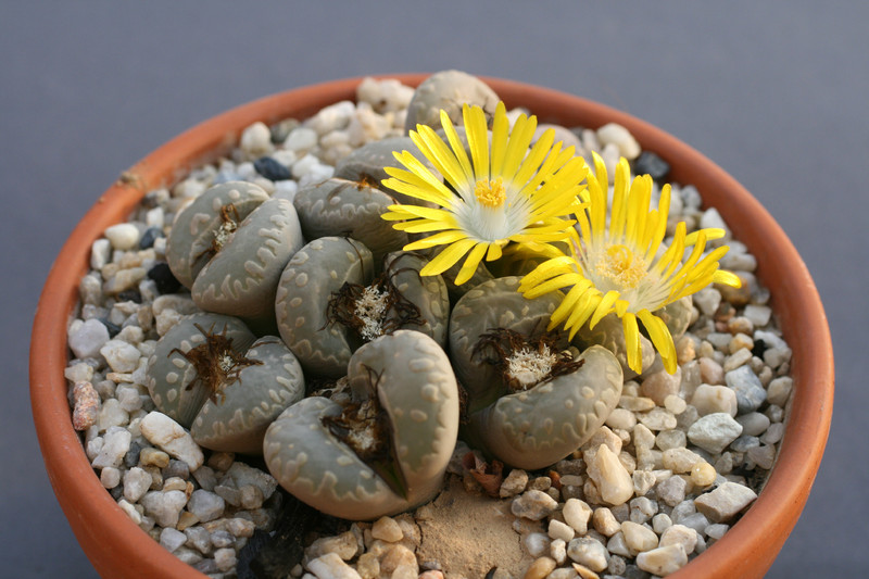 lithops otzeriana 168 0192