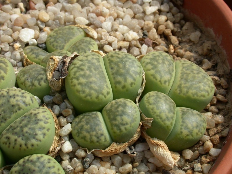 lithops bromfieldii insularis sulphurea c362 01