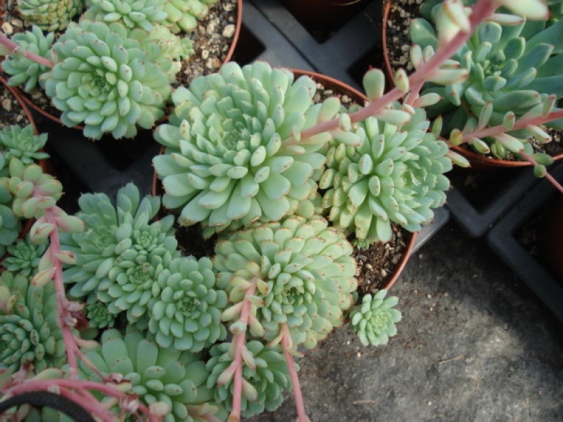 echeveria minima