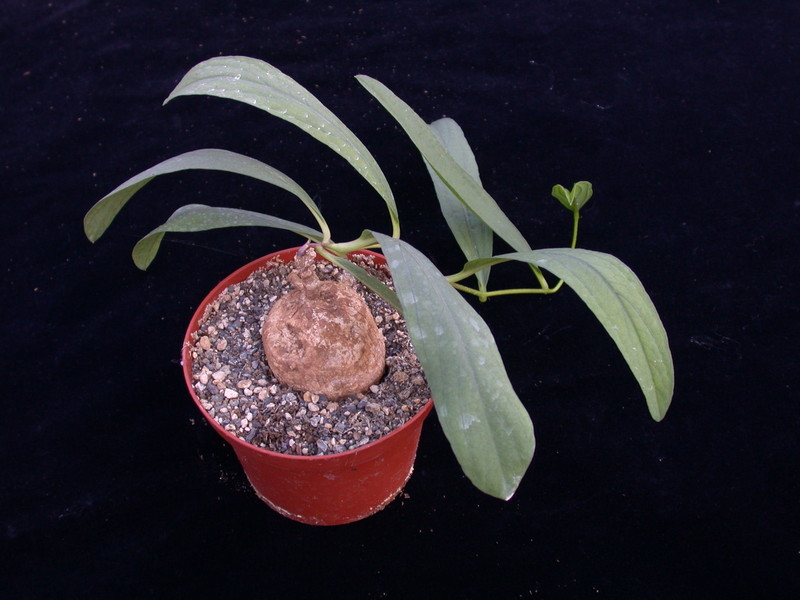 dorstenia benguellensis specks0714 01