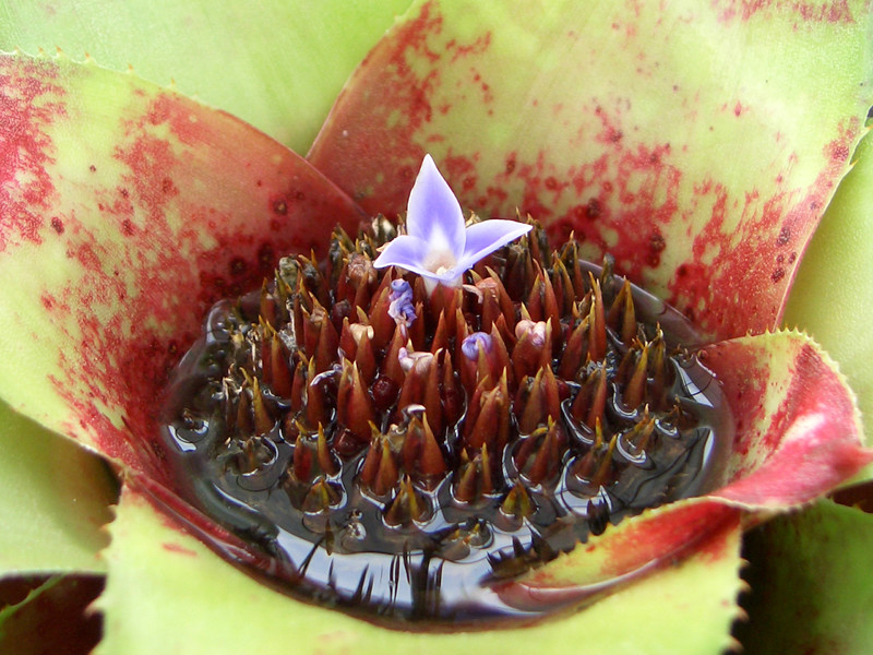 neoregelia hybride 2055
