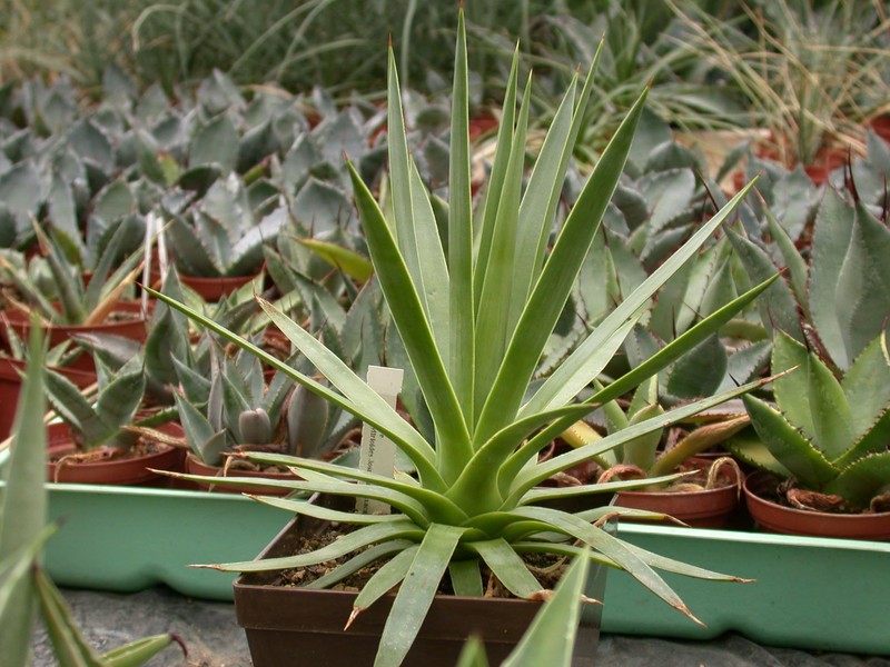 agave daslirioides josunda 01