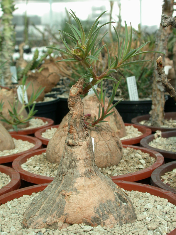 euphorbia trichadenia 02