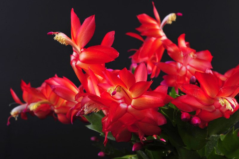 schlumbergera red flame 003