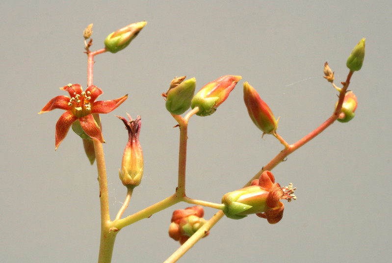 tylecodon paniculatum 90cm 3628