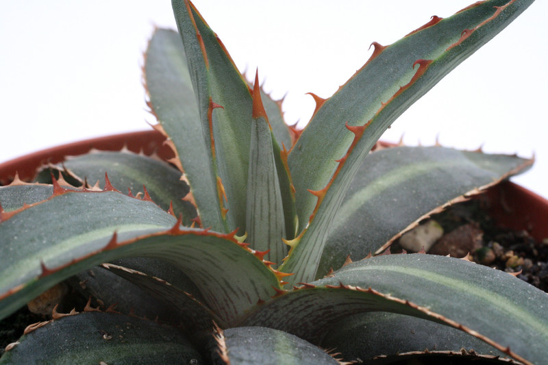 agave funkiana la placida hgo 8832