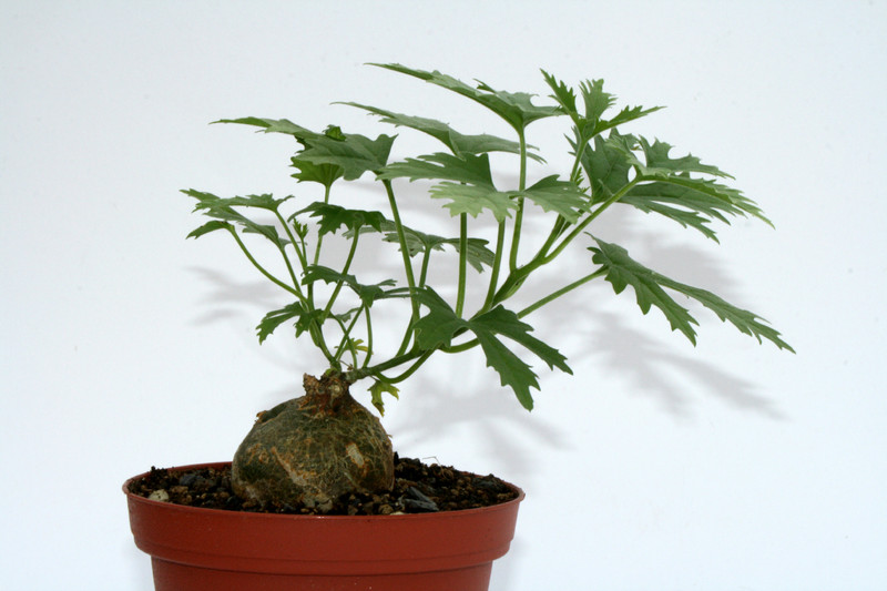 xerosicyos tripartidus 7290