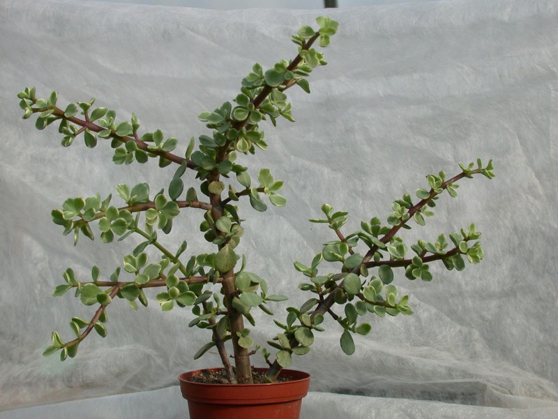 portulacaria afra 02