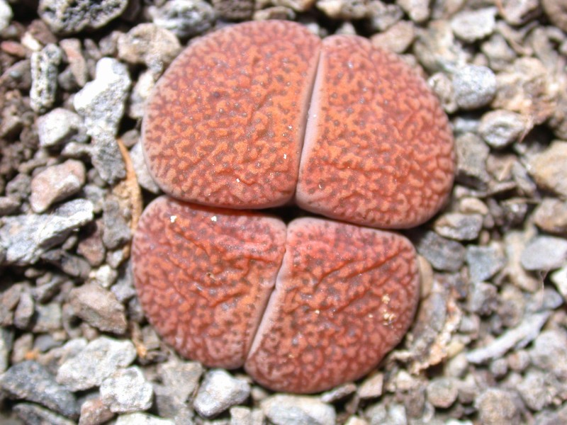 lithops lesliei mariae 01