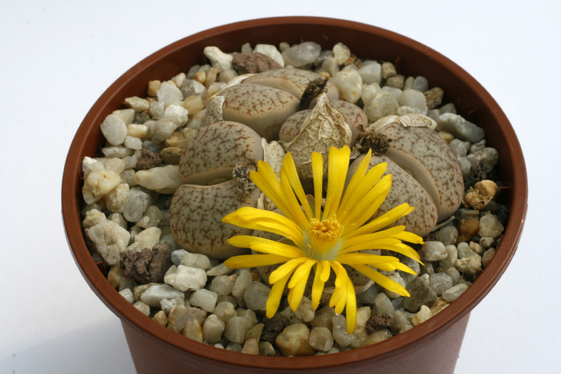 lithops pseudotruncatella mundtii 9551