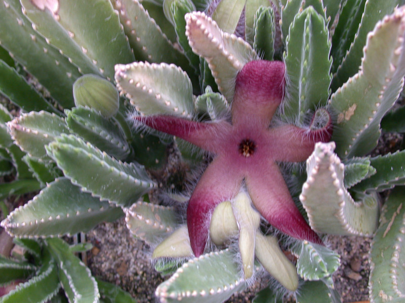 stapelia gigantea1