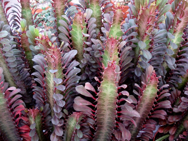 euphorbia trigona rubra